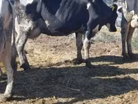 Tehén, Russian Black pied cattle — 1. fotó