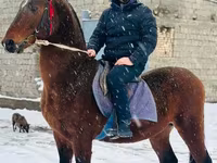 Hing, Arabian horse — 3. fotó
