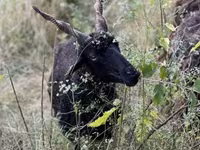 Schaf, Racka sheep — Foto 7