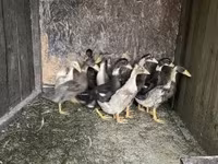 Ducks — 照片 4