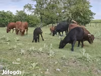 गाय, डेक्सटर — फ़ोटो 5