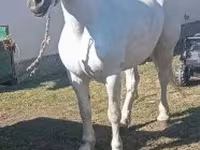 Mare, Horses — photo 1