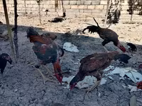 Chickens — Foto 2