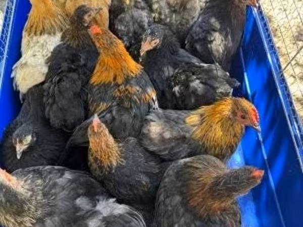 Pekin Bantam