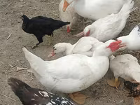 Ducks — photo 3