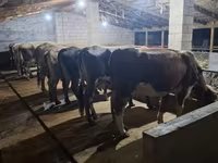 Vaca, Raza Alatau — foto 6