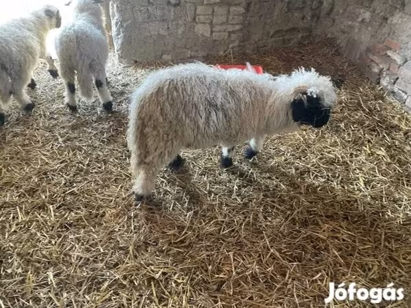 Kos, Wallis Country sheep