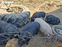 Pigs (batch, sex not specified), Вьетнамская вислобрюхая — photo 6