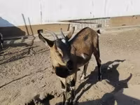 Goat, Goats — photo 5