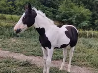 Horse (M), Gypsy horse — photo 7