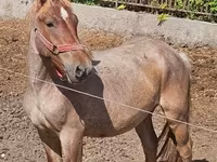घोड़ा, Hungarian horse breed — फ़ोटो 1