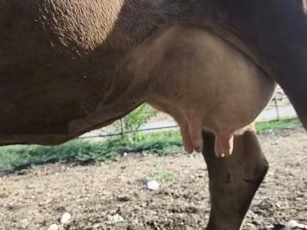 Vaca, Raça Alatau