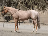 Hengst, Quarter Horse — Foto 2