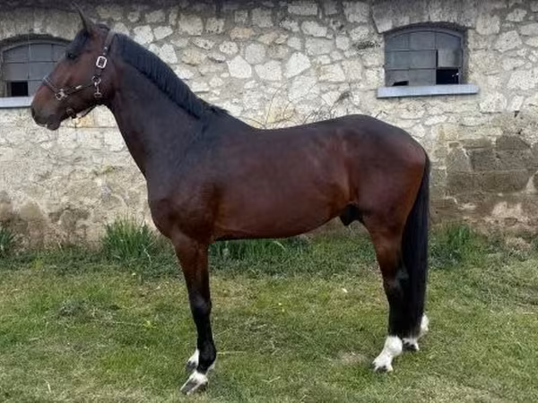 Cavalo, Hungarian horse breed — Hungria