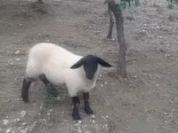 كبش, White Suffolk sheep — الصورة 7