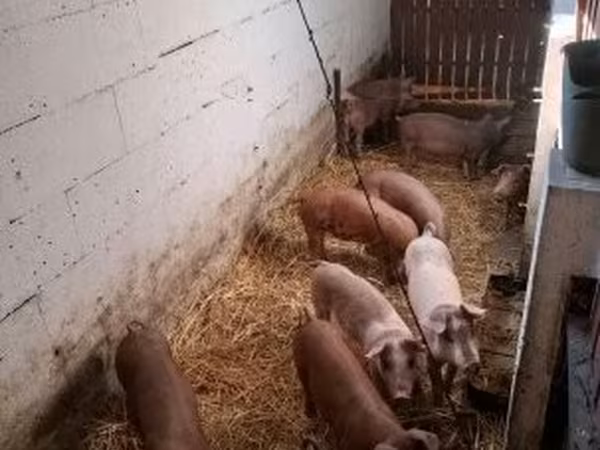 Eber, Schweine — Ungarn