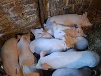Schweine (Partie, Geschlecht nicht angegeben), Schweine — Foto 1