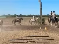 Cheval, Chevaux — photo 3
