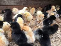 Chickens — foto 1