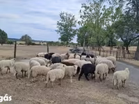 Kos, Racka sheep — 2. fotó