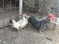 Chickens — 1-сурет