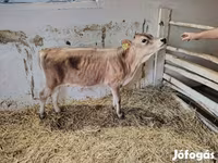 Toro, Raza Jersey — foto 3