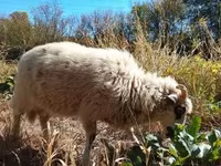 Kos, Racka sheep — 6. fotó