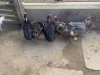 Chickens — photo 3