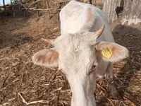 Cow, Charolais cattle — photo 1