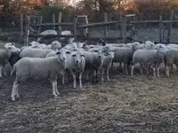母羊, Sheep — 照片 4