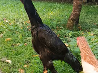 Shamo chickens — foto 2
