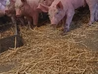 Pigs (batch, sex not specified), Крупная белая — photo 1