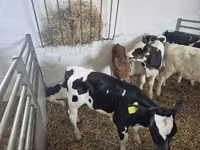 公牛, Russian Black pied cattle — 照片 6