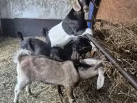 Kozioł, Nubian Goat — zdjęcie 3