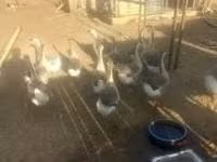Geese — 3-сурет