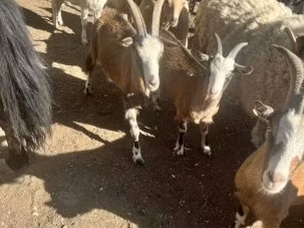 Коза, Козлы — Венгрия