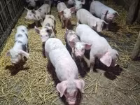 Säue, Schweine — Foto 1