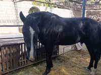 Hing, Friesian sport horse — 4. fotó