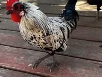 Bantam Japonesa — foto 5