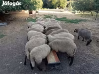 Juh, Tsigai sheep — 3. fotó