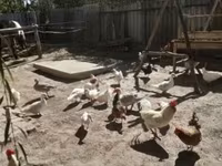 Chickens — الصورة 2