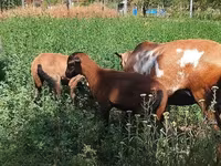 Widder, Cameroon sheep — Foto 5