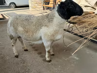 كبش, Dorper sheep — الصورة 4
