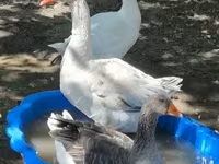 Geese — photo 2