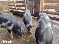 母猪, Pigs — 照片 6