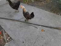 Chickens — foto 4