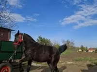 Mare, Nonius horse — photo 4