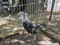 Araucana — photo 1