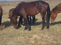 घोड़ी, Horse breed — फ़ोटो 4