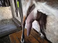 Goat, Beetal goats — photo 5